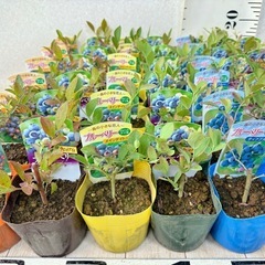 【植物】ブルーベリー苗 6株セット