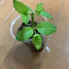 🌿本日限定！選べるおまけ付き🌿　スペアミント1苗【発根済み】