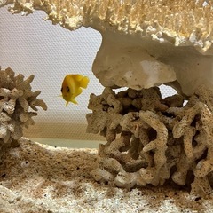 レモンピールエンゼルの画像