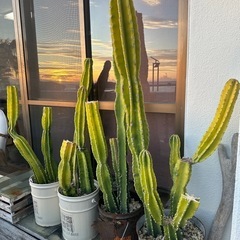 サボテン🌵全部買って下さい🙇‍♀️の画像