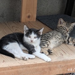 2カ月子猫の里親さま募集🐈‍⬛ハチワレ2匹　キジトラ2匹