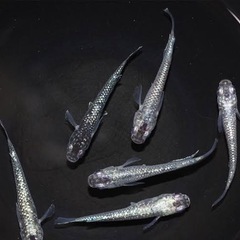 メダカの卵　ミックス20個〜の画像