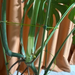 モンステラ観葉植物🪴の画像
