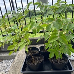 ビービーツリー　蜜源植物