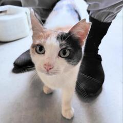 甘えん坊の家族になってください！