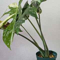 モンステラ デリシオーサ タイコンステレーション 斑入り Monstera Thai Constellation Variegata A1-21の画像