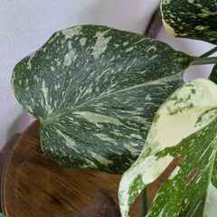 モンステラ デリシオーサ タイコンステレーション 斑入り Monstera Thai Constellation Variegata A1-21の画像