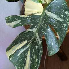 モンステラ デリシオーサ タイコンステレーション 斑入り Monstera Thai Constellation Variegata A1-21の画像