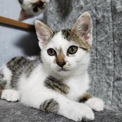 生後2ヶ月くらいの子ねこ里親募集