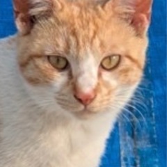 不妊手術すみ🐈‍⬛一才くらい　里親さま募集しています