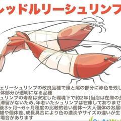 レッドルリーシュリンプ