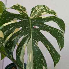 モンステラ デリシオーサ タイコンステレーション 斑入り Monstera Thai Constellation Variegata D1の画像
