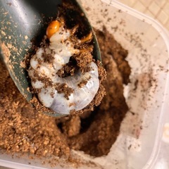 インターメディアツヤクワガタ幼虫