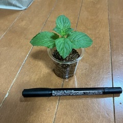 ペパーミント苗【発根済み】選べるおまけ付き