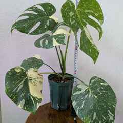 モンステラ デリシオーサ タイコンステレーション 斑入り Monstera Thai Constellation Variegata A1-3の画像