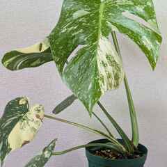 モンステラ デリシオーサ タイコンステレーション 斑入り Monstera Thai Constellation Variegata A1-3の画像