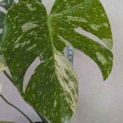 モンステラ デリシオーサ タイコンステレーション 斑入り Monstera Thai Constellation Variegata A1-3の画像