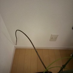 モンステラきり苗の画像