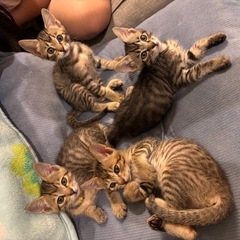 人間大好き甘えん坊子猫　6匹の里親さん募集中