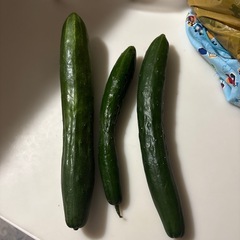 家庭菜園のきゅうり、無料でお譲りします