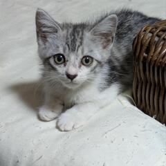【生後3カ月の猫ちゃん】男の子（サバトラ風）里親募集