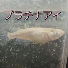 プラチナアイ　メダカ　稚魚　普通目　5匹セット。