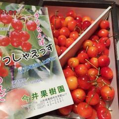 山形県東根市産さくらんぼ1キロ