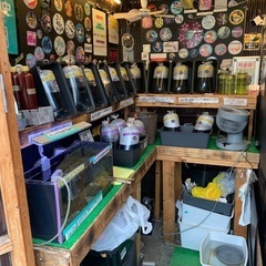 【五桜メダカ】 6月24日　横須賀めだか無人販売