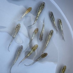 めだか　羽衣　10匹セットの画像