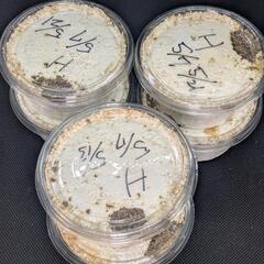 オオクワガタ能勢SR血統幼虫6頭HラインNo.A