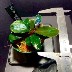 3)ブセファランドラ ティア（1カップ）の画像