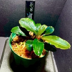 3)ブセファランドラ ティア（1カップ）の画像