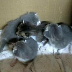 子猫