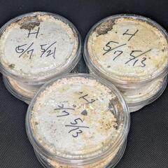 オオクワガタ能勢SR血統幼虫6頭HラインNo.B