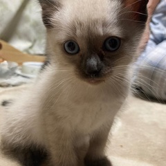 急募☆５匹の子猫ちゃんの里親募集