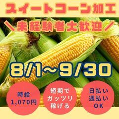 スイートコーンの加工（8月～9月）