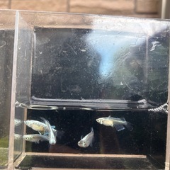 サンセット極龍メダカ　成魚1ペアの画像