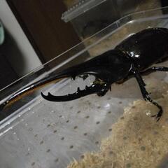 ヘラクレスオオカブト　トリオ（オス1メス2）の画像