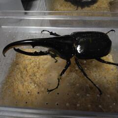 ヘラクレスオオカブト　トリオorペア（オス1メス2）