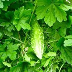 ゴーヤ　収穫アルバイト　パート