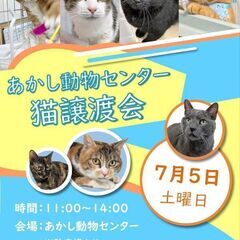 あかし動物センターの猫譲渡会