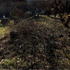 柿の木　強剪定　薪用などにあげます。の画像