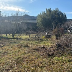 柿の木　強剪定　薪用などにあげます。