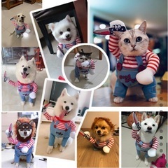 犬の洋服
の画像