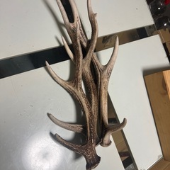 鹿の角3本セットの画像