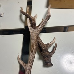 鹿の角3本セットの画像