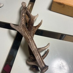 鹿の角3本セットの画像