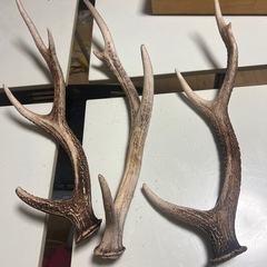 鹿の角3本セットの画像