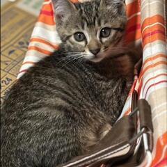 急募　🐱子猫を保護しました
