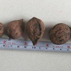 鬼胡桃4kg